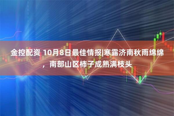 金控配资 10月8日最佳情报|寒露济南秋雨绵绵，南部山区柿子成熟满枝头
